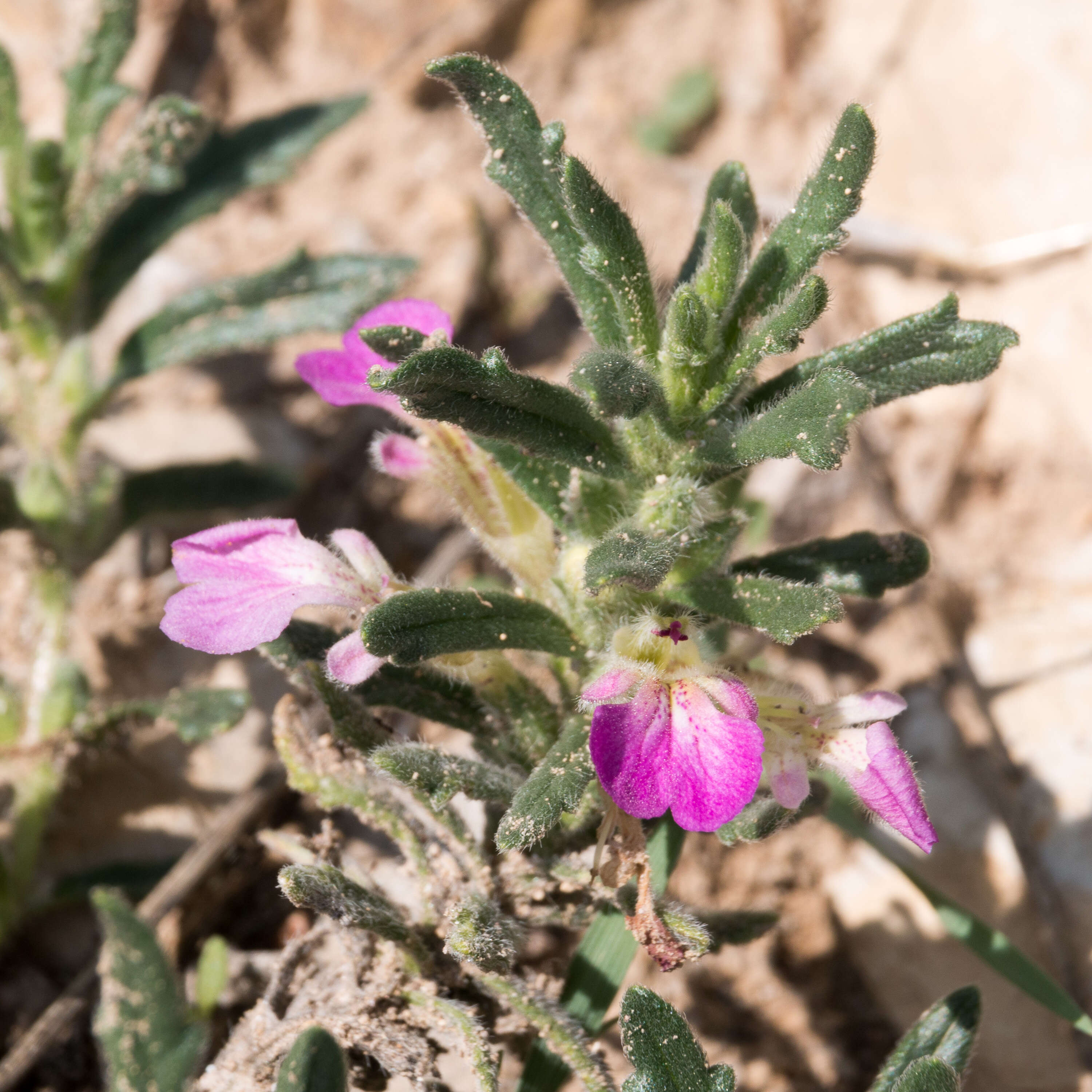 Image of Southern Bugle