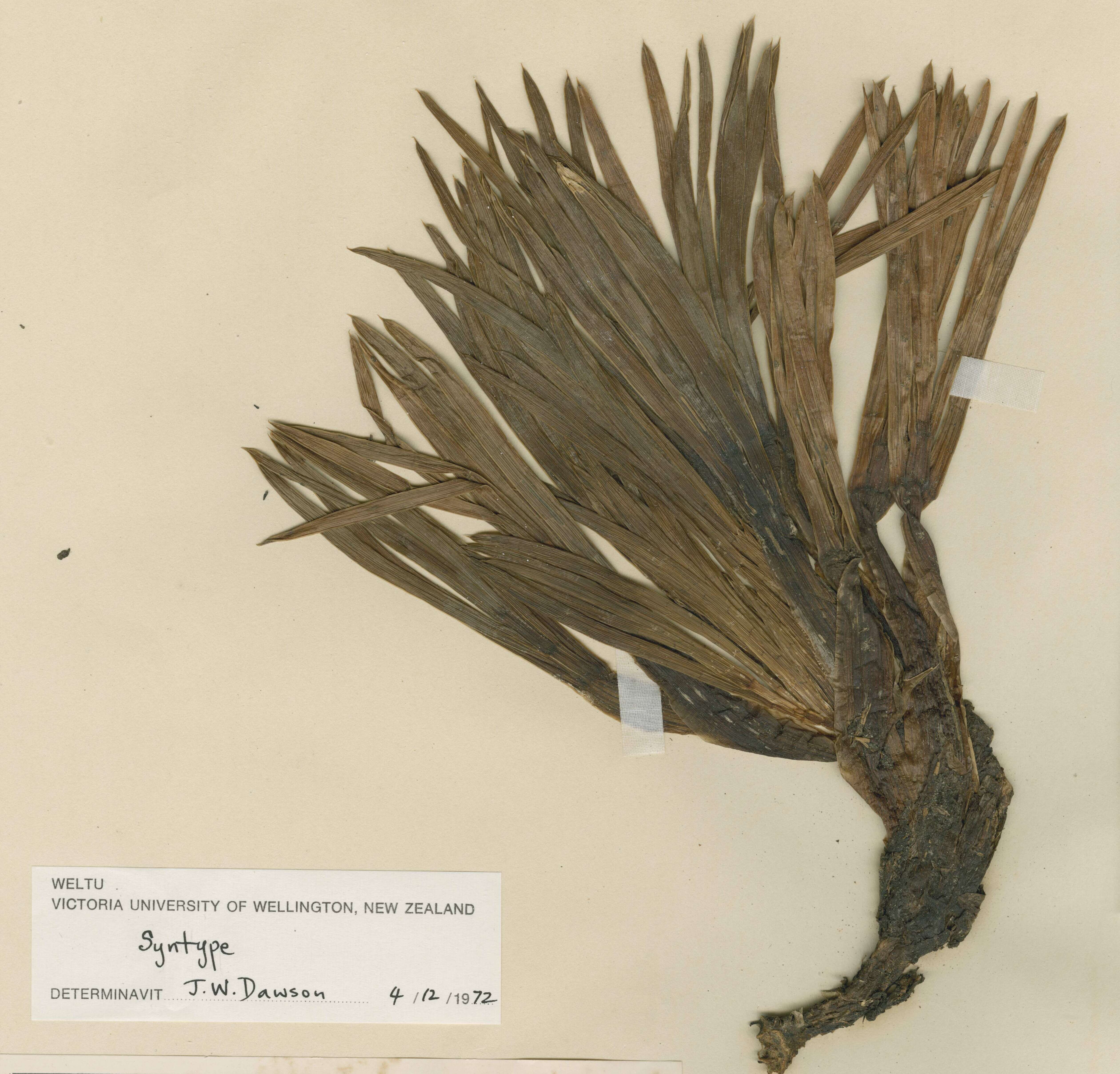 Image of Aciphylla congesta Cheeseman