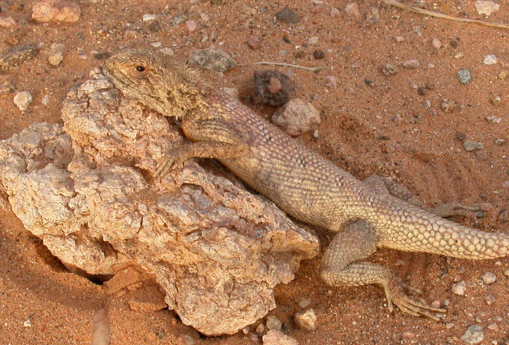 Image of Mali Agama