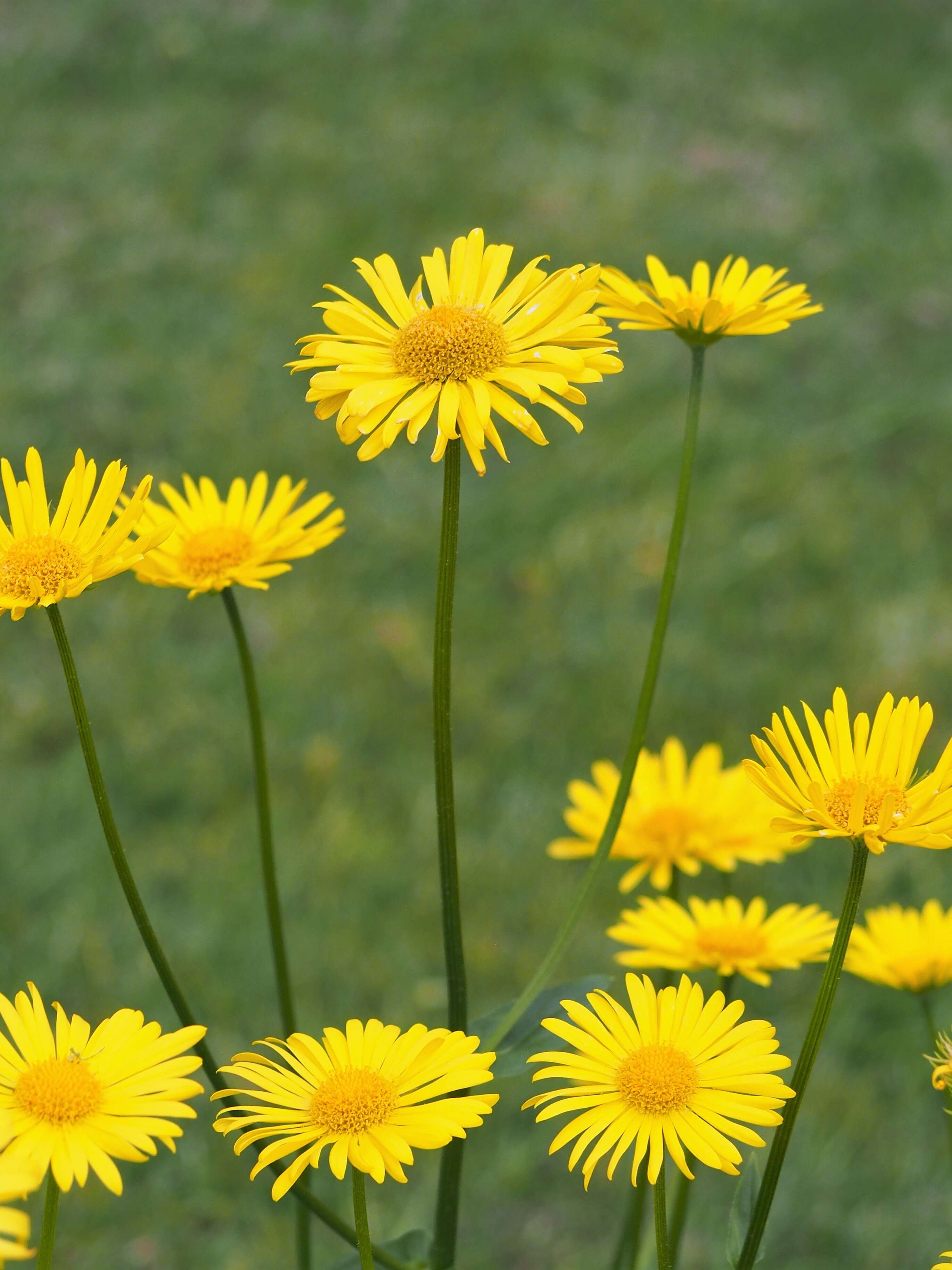 Imagem de Doronicum orientale Hoffm.