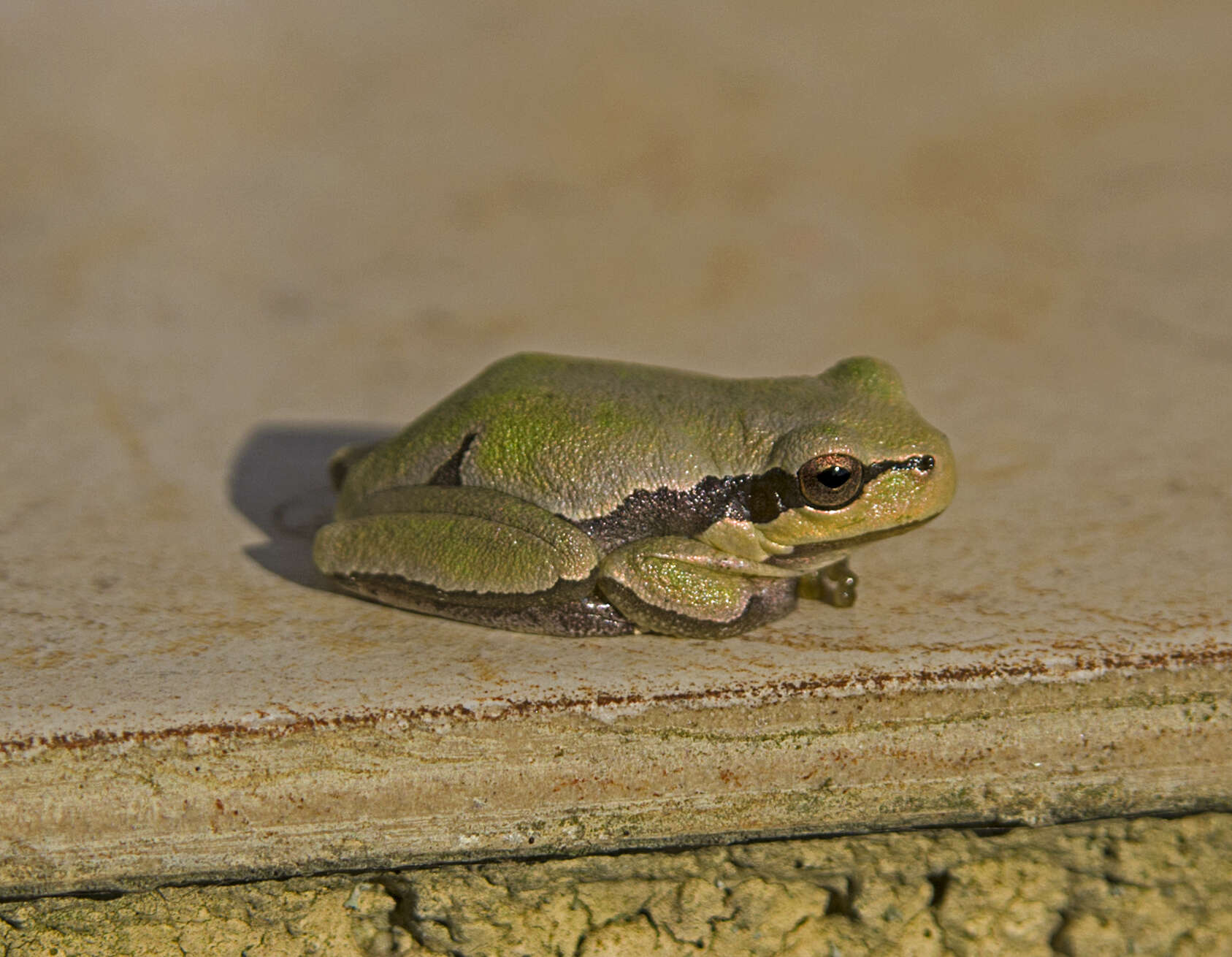 Image of Hyla orientalis Bedriaga 1890