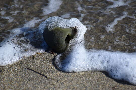 Image of Codium bursa