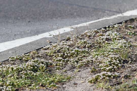 Image of early scurvygrass