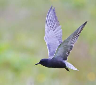 Image of Black Tern