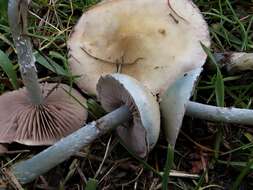 Image of Stropharia caerulea Kreisel 1979