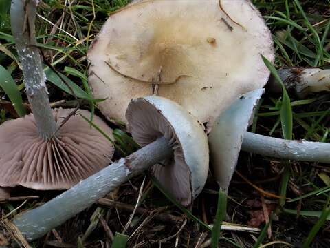 Image of Stropharia caerulea Kreisel 1979