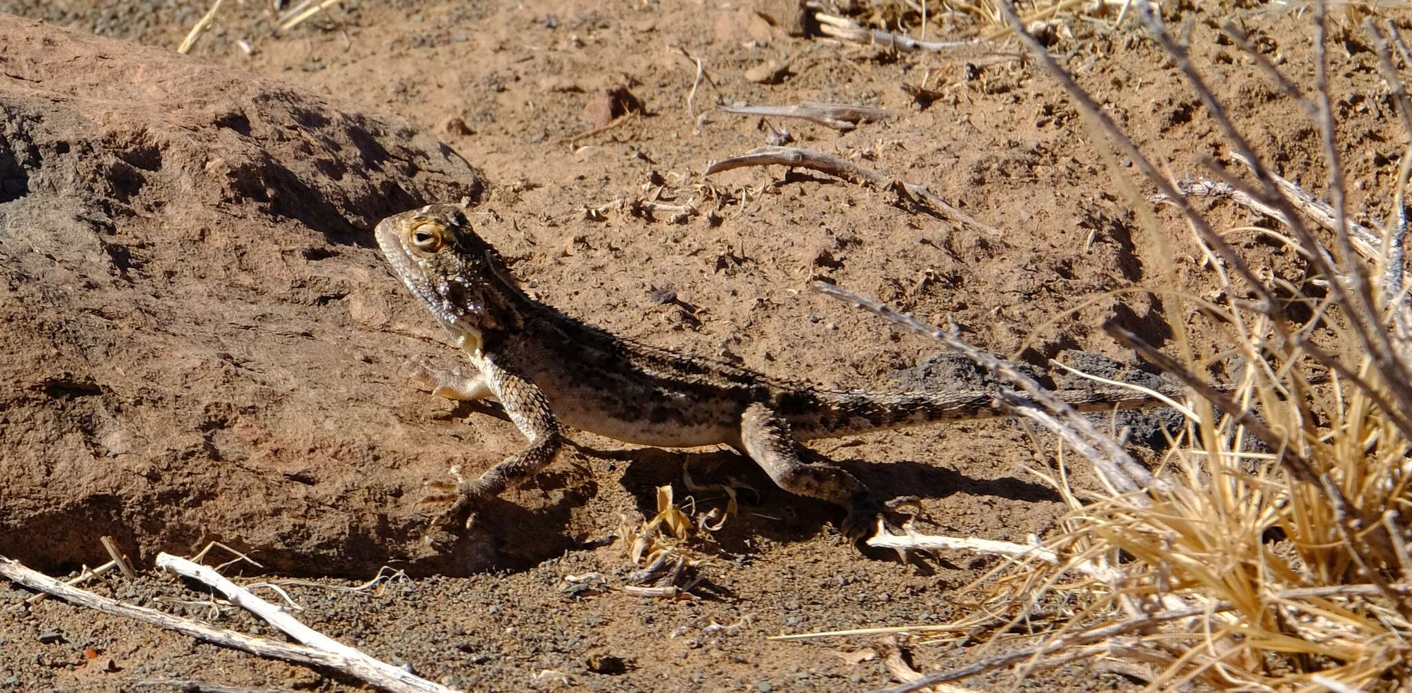 Image of Ground Agama