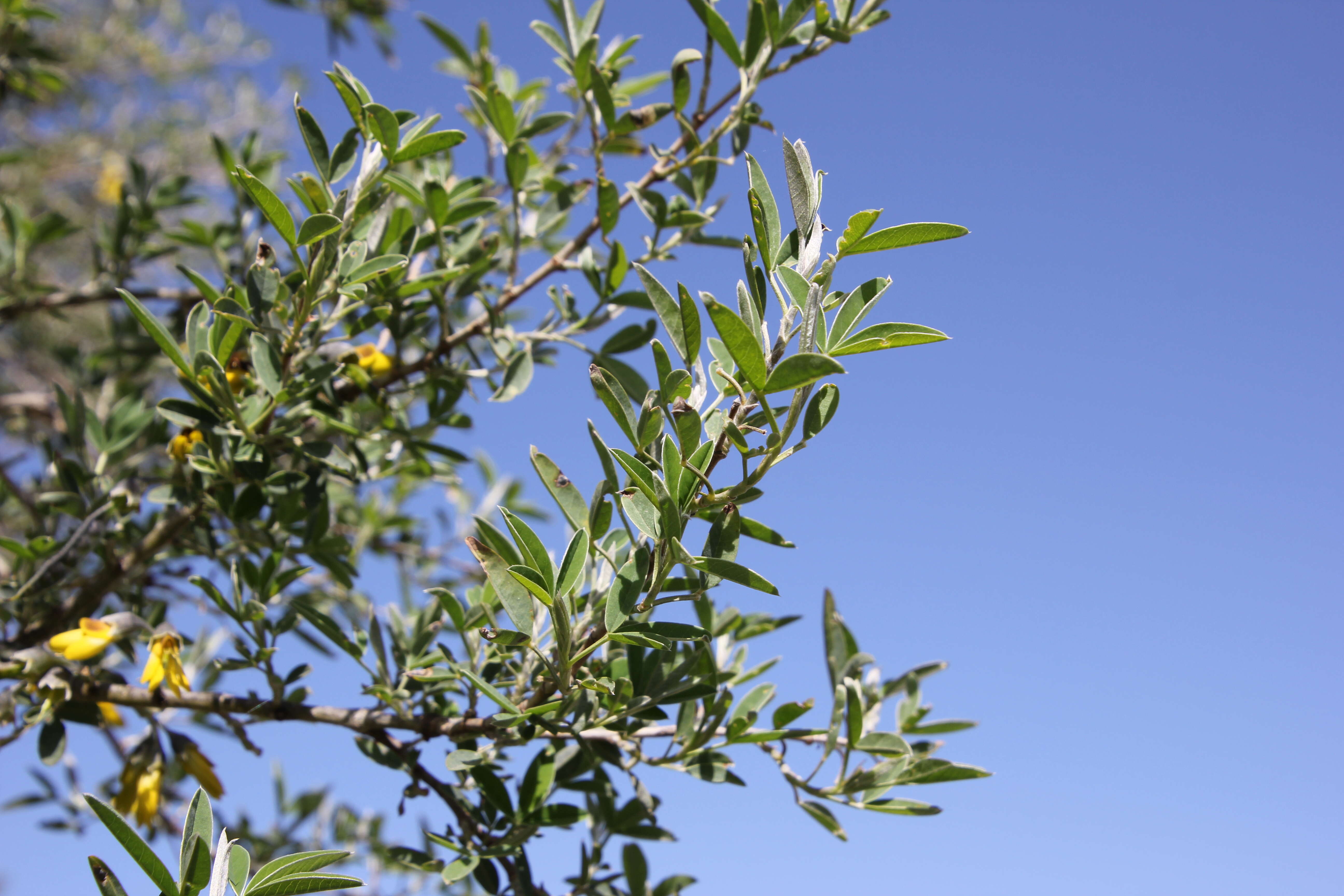 Image of Anagyris foetida L.