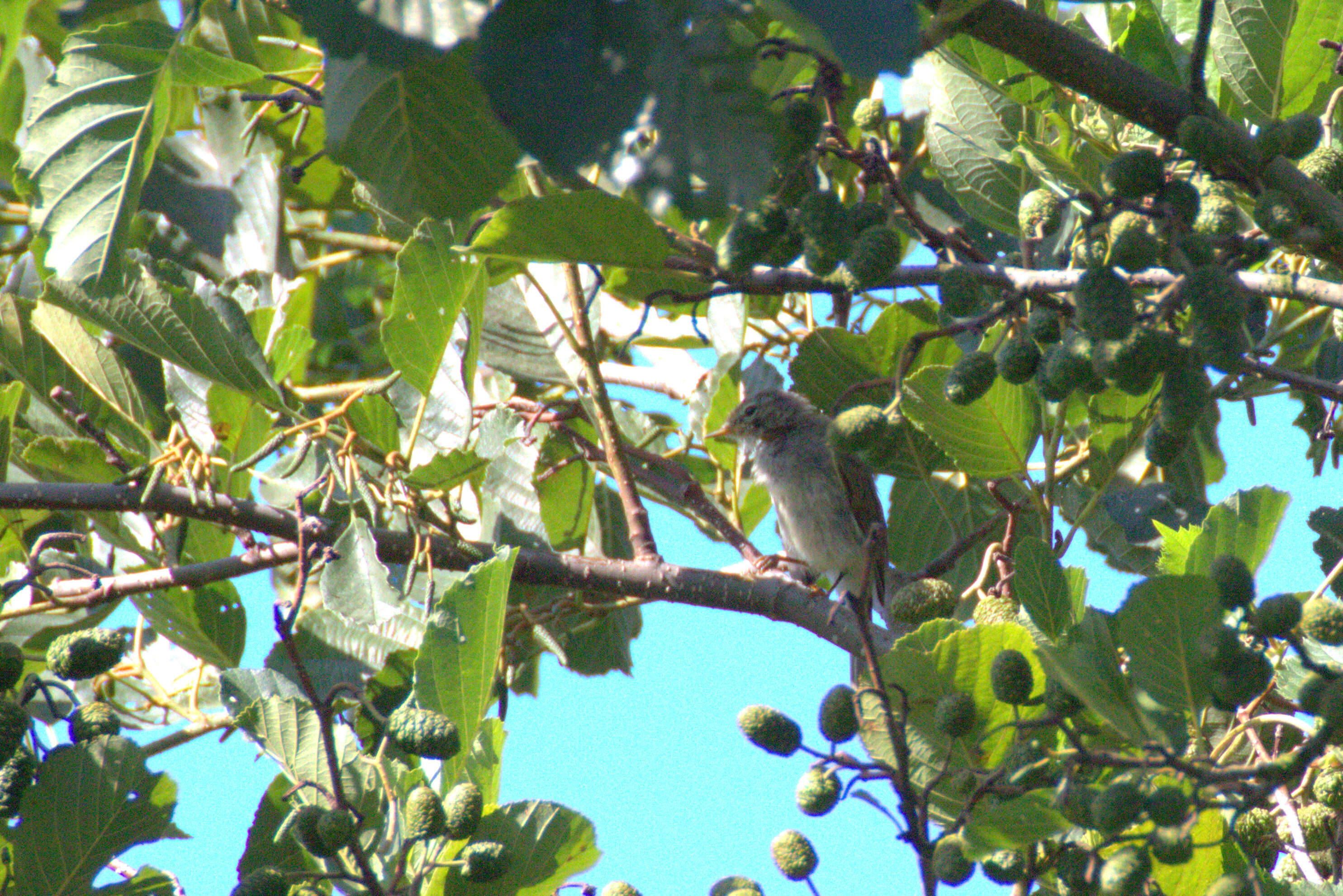 Image of Common Chiffchaff