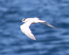 Image of Black-naped Tern