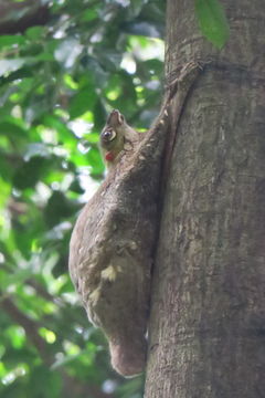 Image of Malayan Flying Lemur