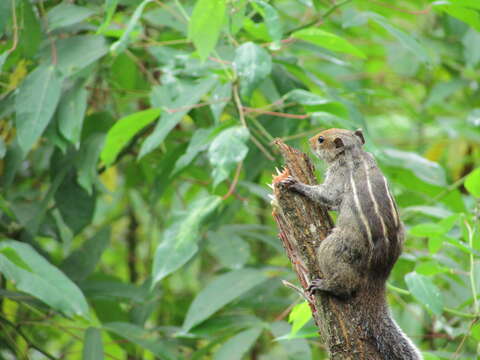 Image of Jungle Palm Squirrel