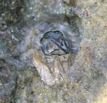 Image of Striped barnacle