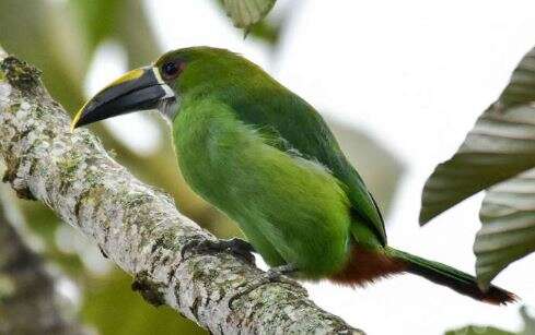 Image of Greyish-throated Toucanet