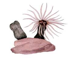 Image of Sea Anemone