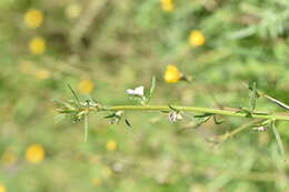 Image of Misopates calycinum (Vent.) Rothm.