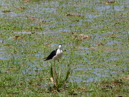 Image of Black-winged Stilt