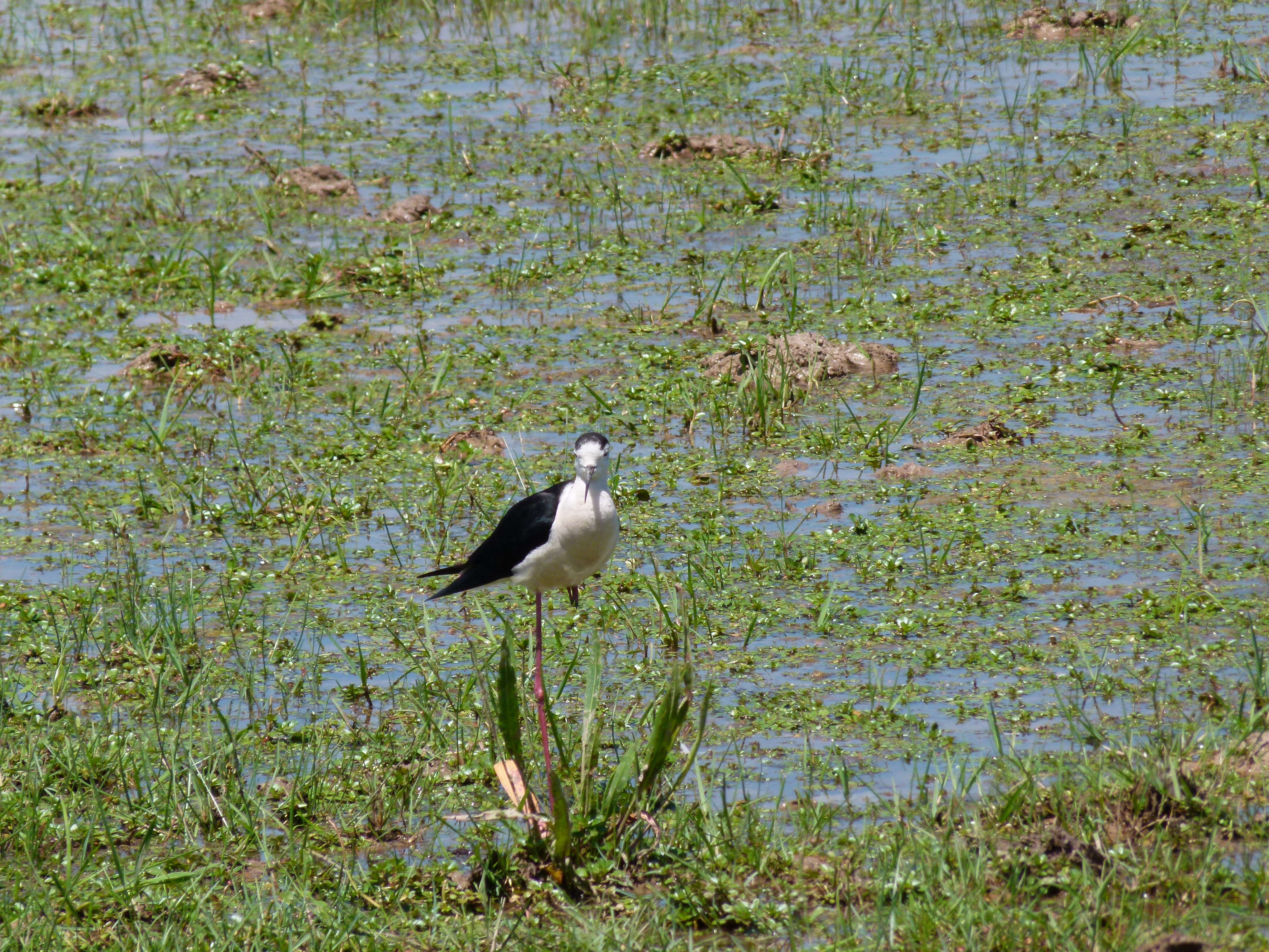 Image of Black-winged Stilt