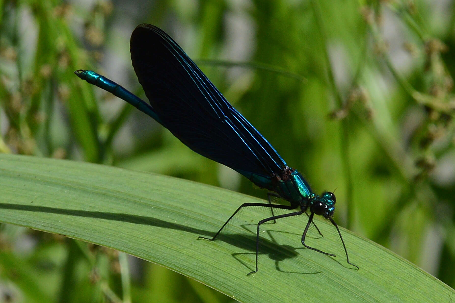 Image of Beautiful Demoiselle