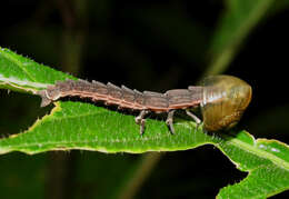 Image of fireflies