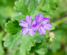 Image of hedgerow geranium