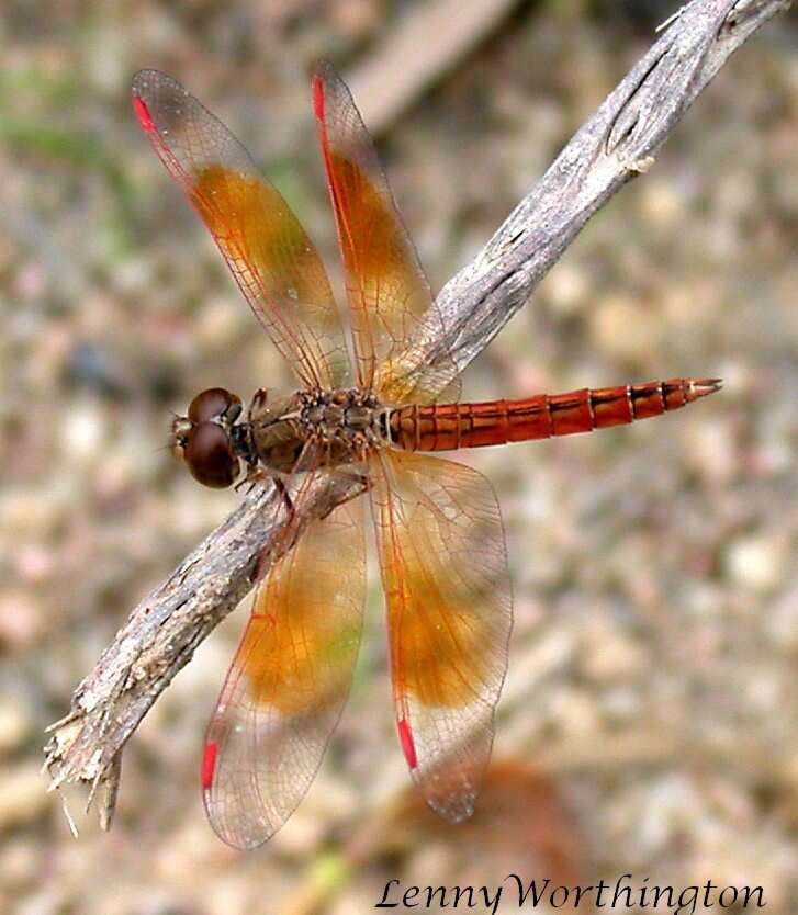 صورة Brachythemis contaminata (Fabricius 1793)