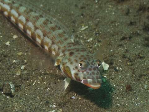 Image of Latticed sandperch