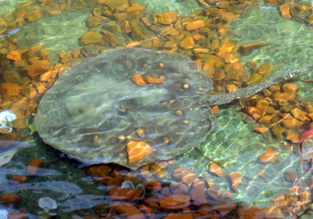 Image of river stingrays