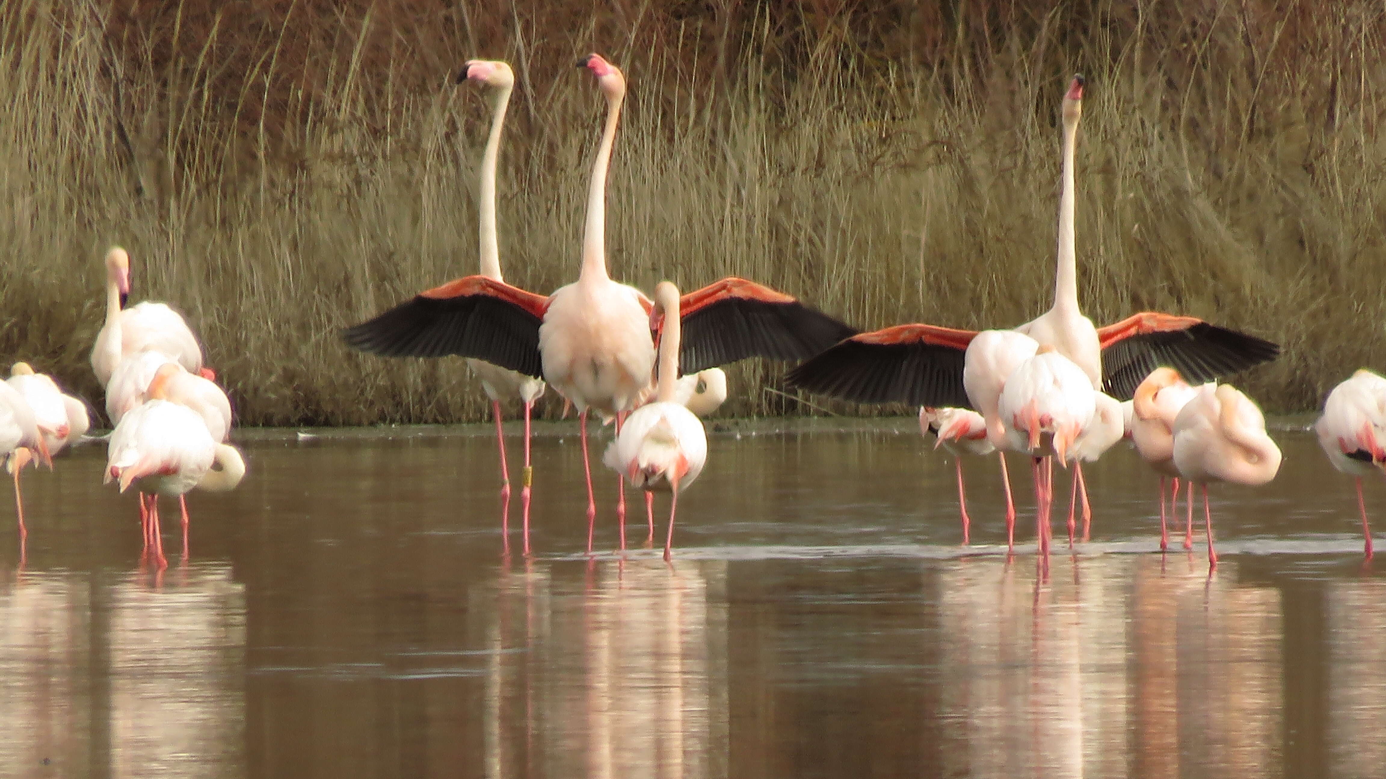 Imagem de Phoenicopterus roseus Pallas 1811