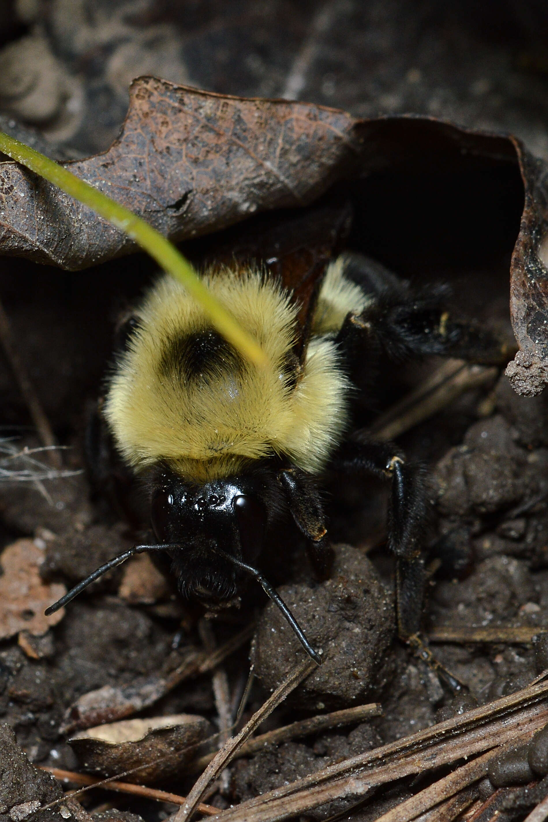 Image of Two-spotted Bumblebee