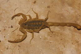 Image of Arizona Bark Scorpion