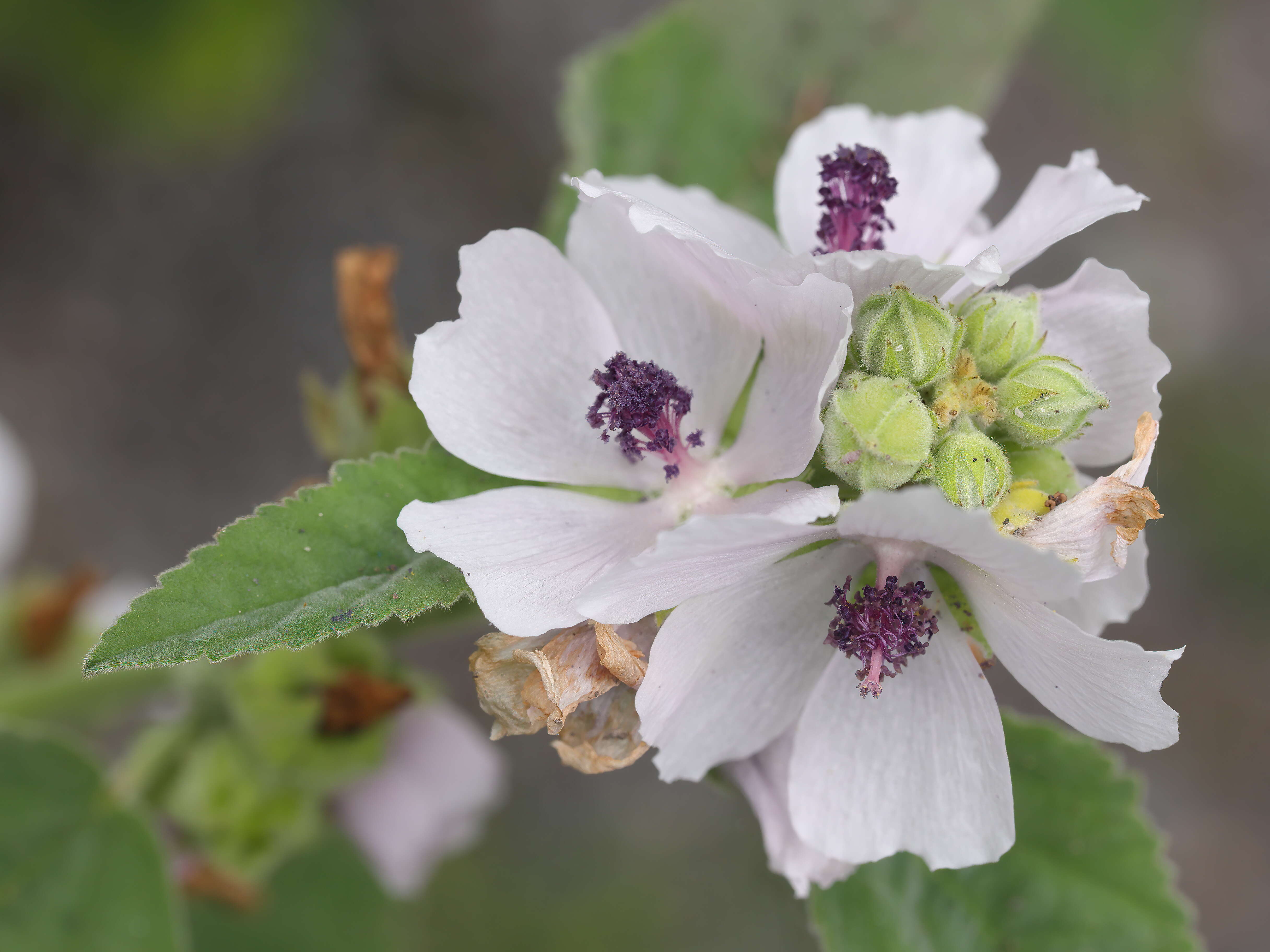 Image of Marshmallow