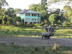 Image of Indian Rhinoceros