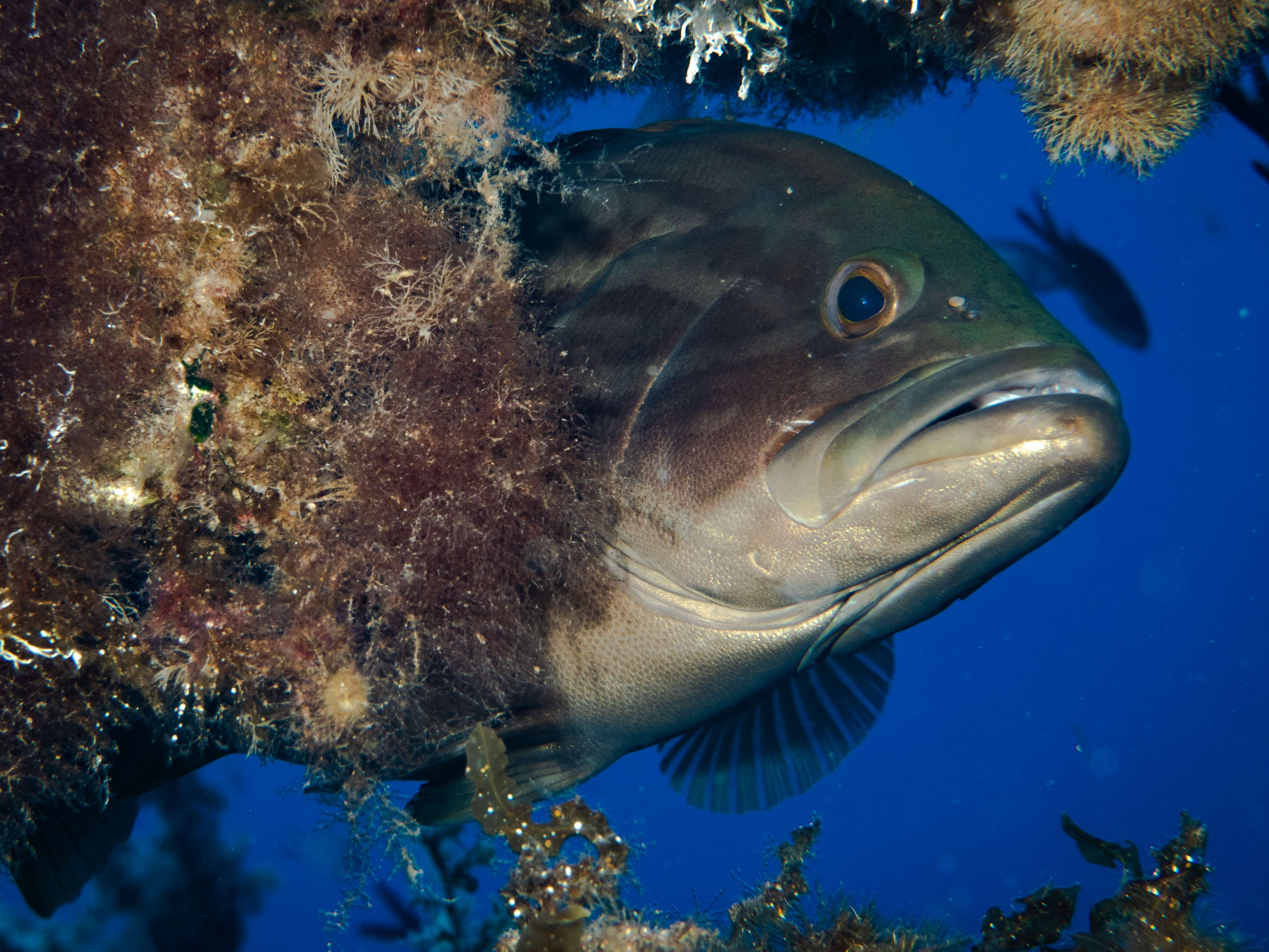 Image of Dusky Grouper