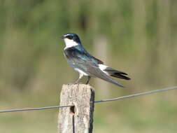 Image of White-rumped Swallow