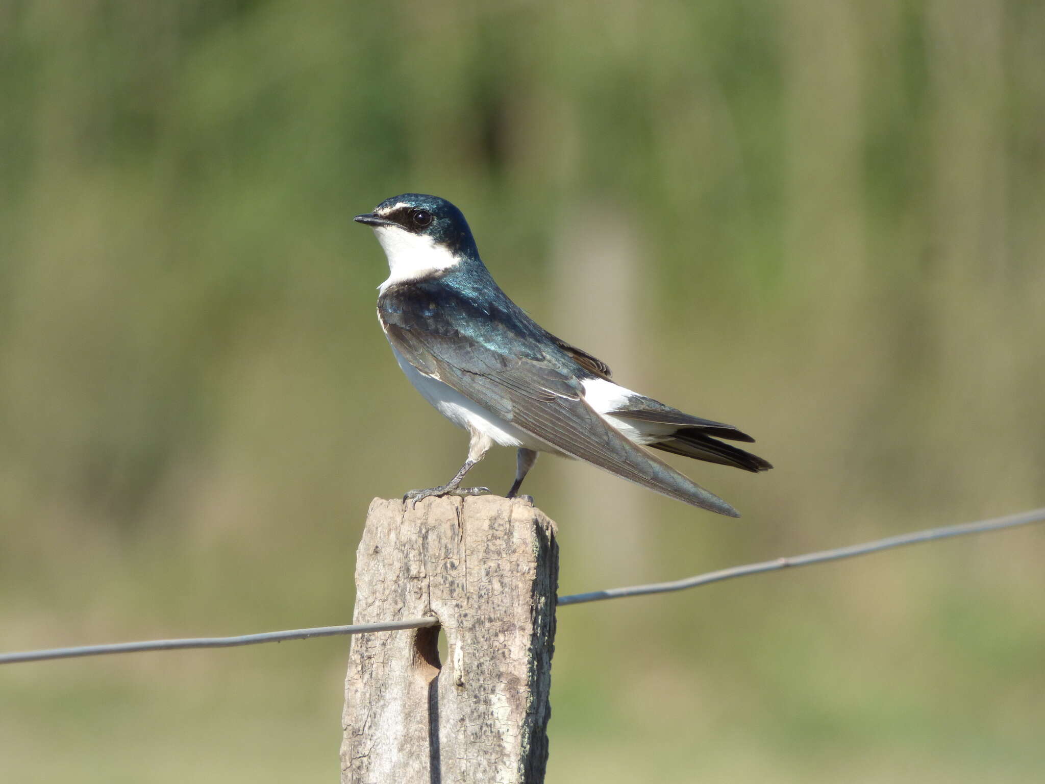 Image of White-rumped Swallow