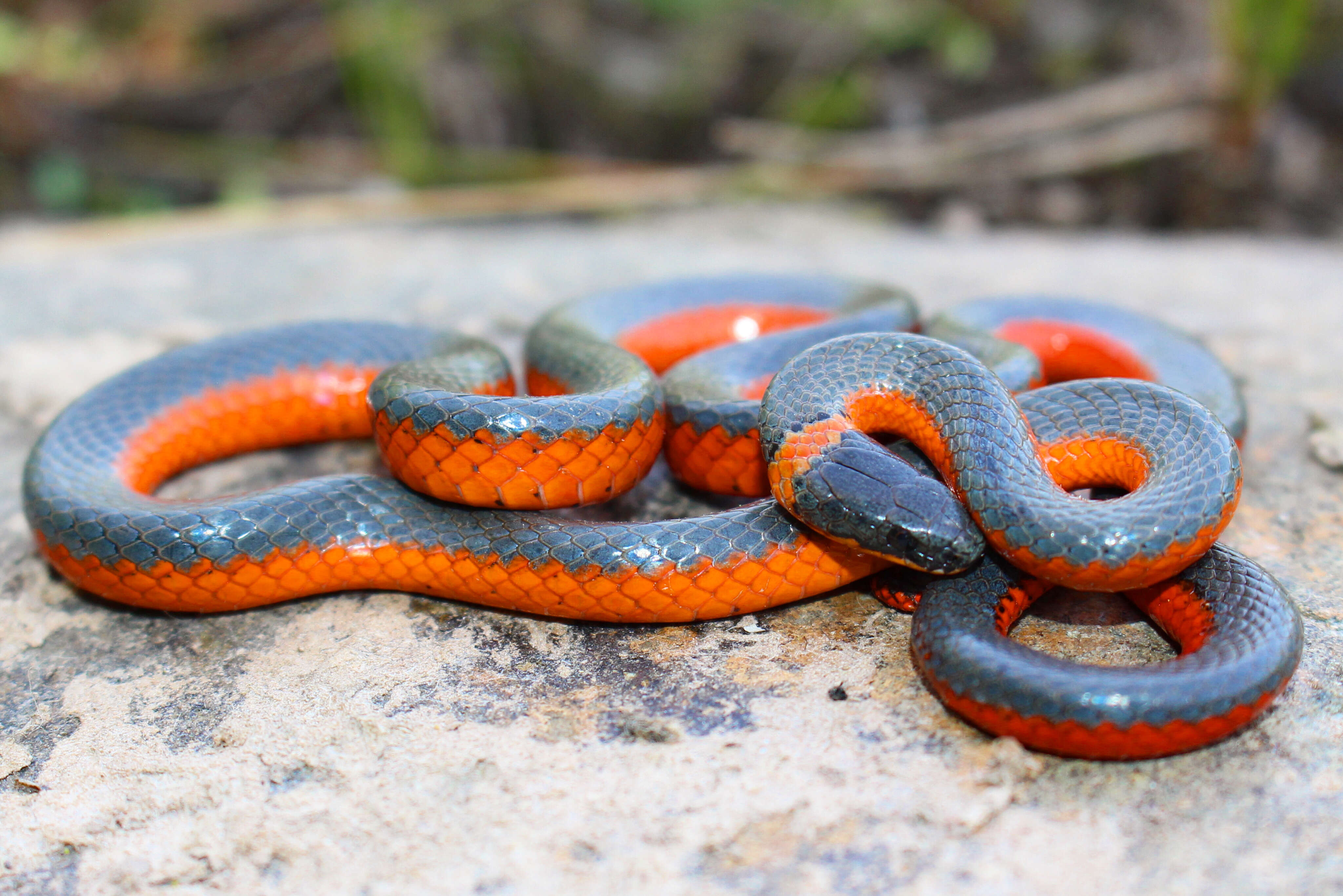 Image of Ring-necked Snake