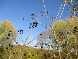 Image of European privet