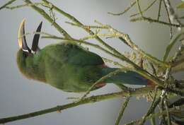 Image of Greyish-throated Toucanet