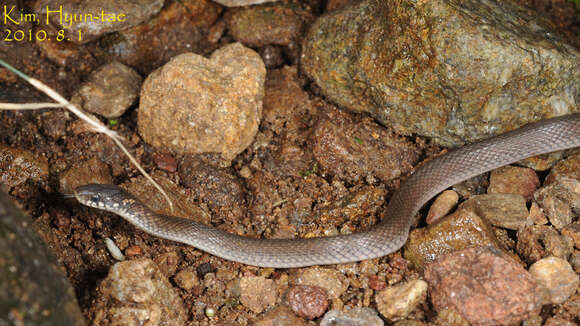 Image of Japanese Keelback