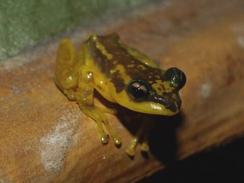 Image de Guibemantis flavobrunneus (Blommers-Schlösser 1979)