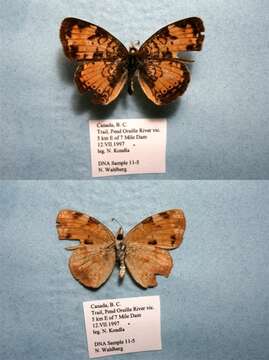 Image of Phyciodes cocyta