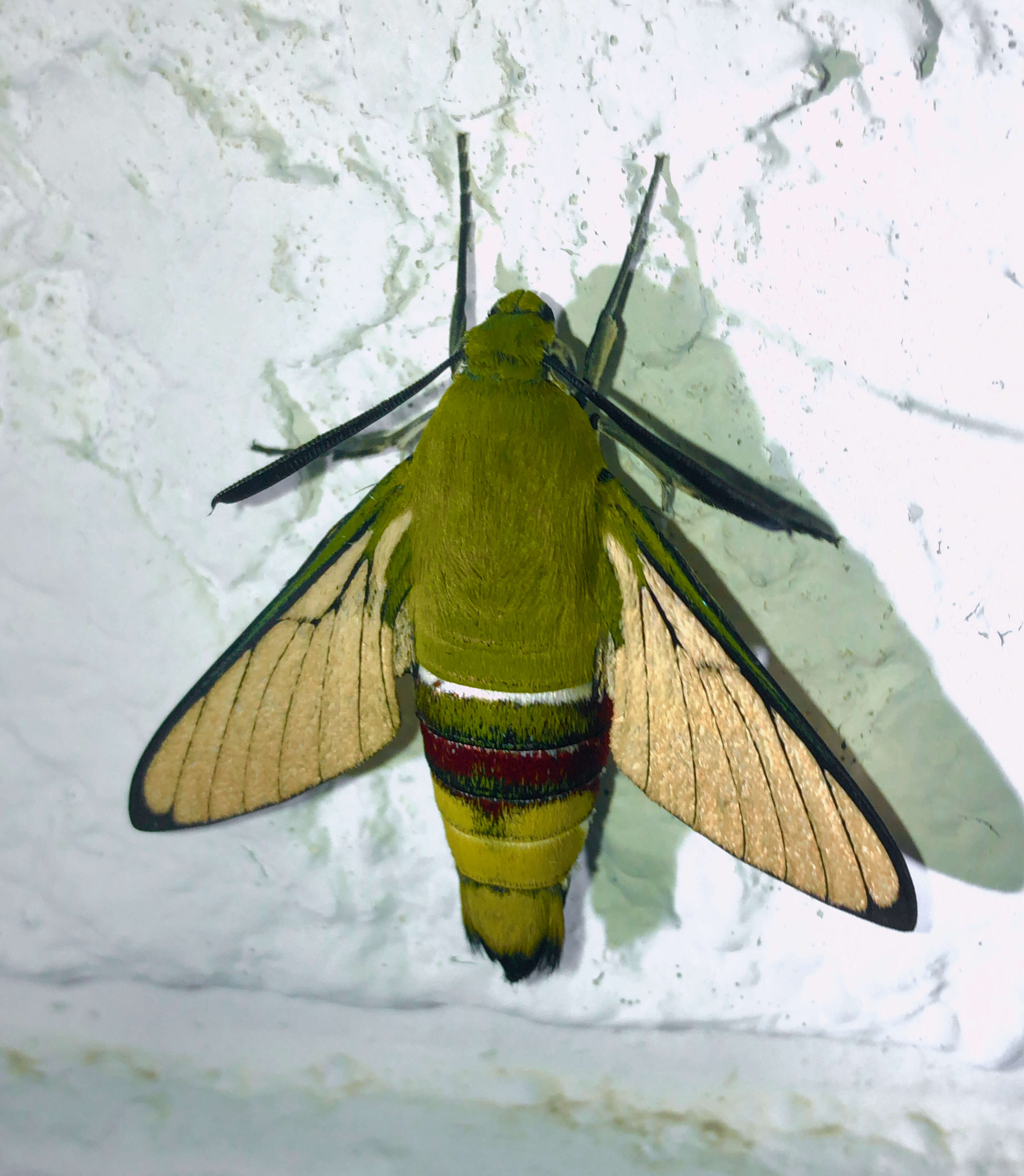 Image of Coffee Clearwing