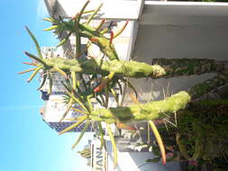 Image of cane cactus