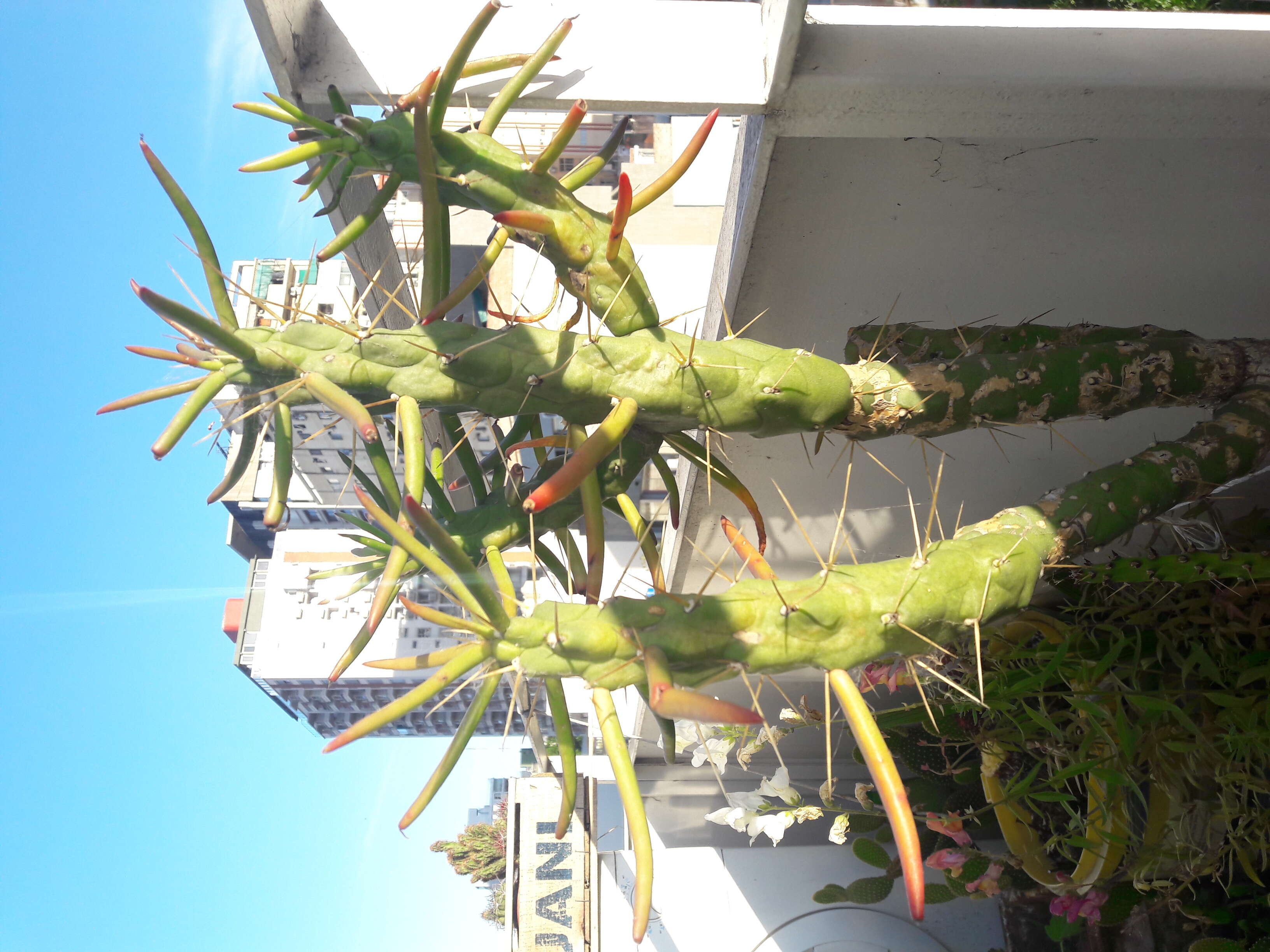 Image of cane cactus