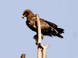 Image of Steppe Eagle