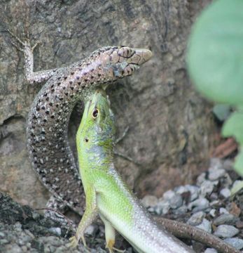 Image of Green Tree Skink