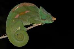 Image of Parson's Chameleon