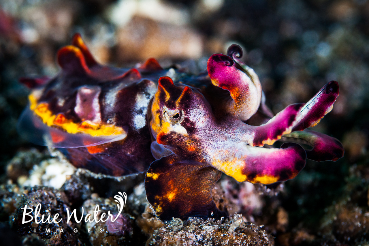 Image of Flamboyant Cuttlefish