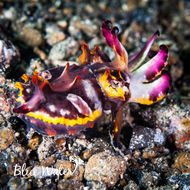 Image of Flamboyant Cuttlefish